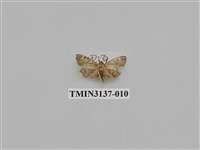 藏品(螟蛾265)的圖片